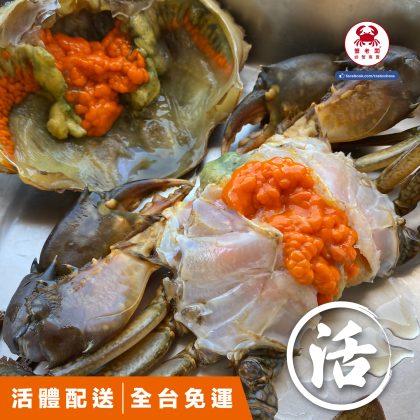 開團販售－菲律賓產地直送 生猛螃蟹 特優級品質-大沙公,大沙母,爆蛋大紅蟳/快速到貨 活體免運費
